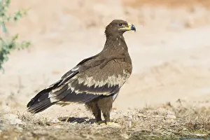 Steppe Eagle Prints: Steppe Eagle