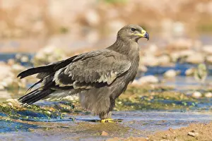 Nature Portrait Photography Prints: Steppe Eagle