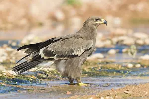 Steppe Eagle Prints: Steppe Eagle