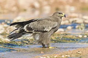 Daytime Bird Photography Prints: Steppe Eagle