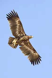 Wildlife Raptors Prints: Steppe Eagle