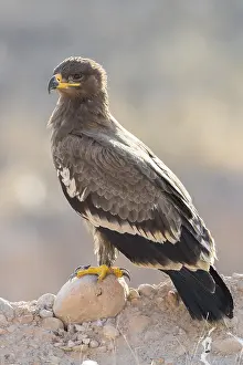 Accipitridae Species Prints: Steppe Eagle