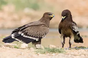 Wildlife Raptors Prints: Steppe Eagle