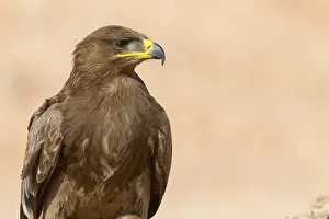 Steppe Eagle Print, Close-up Photograph