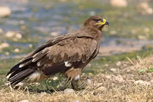 Steppe Eagle Prints: Steppe Eagle