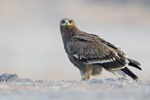 Juvenile Bird Prints: Steppe Eagle