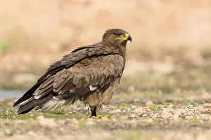 Accipitridae Family Eagles Prints: Steppe Eagle