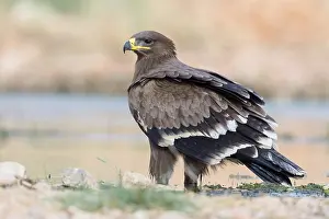 Steppe Eagle Prints: Steppe Eagle