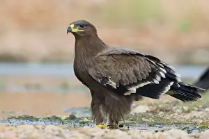 Raptor Wildlife Photography Prints: Steppe Eagle