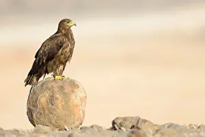 Middle East Wildlife Prints: Steppe Eagle