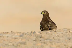 Raptor Species Prints: Steppe Eagle
