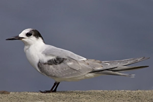 Sterna Hirundo Images Prints: Sterna comune; Common Tern; Sterna hirundo