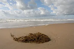 Dutch Coast Scenery Prints: Strand, Beach