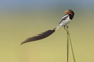 Wildlife In Argentina Prints: Strange-tailed Tyrant, Alectrurus risora