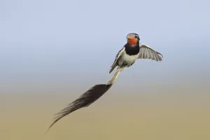 Argentina Nature Reserve Prints: Strange-tailed Tyrant, Alectrurus risora