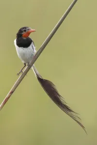 Argentina Nature Reserves Prints: Strange-tailed Tyrant, Alectrurus risora
