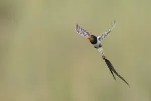 Natural Environment Conservation Prints: Strange-tailed Tyrant, Alectrurus risora