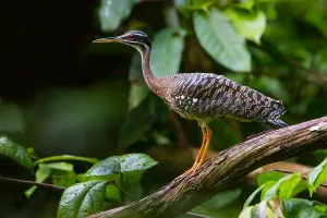 Framed Print : Print of a Sunbittern Bird from Agami in Peru Framed Print : Print of a Sunbittern Bird from Agami in Peru
