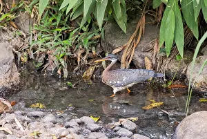 Costa Rica Bird Species Prints: Sunbittern, Eurypyga helias