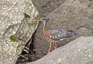 Perched Bird Of Prey Prints: Sunbittern, Eurypyga helias