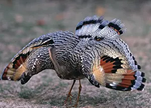 Sunbittern Wings Print