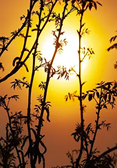 Landscape Photography Netherlands Prints: Sunset in the Netherlands