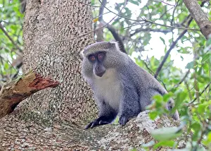 Sykes Monkey Prints: Sykes monkey, Cercopithecus mitis albogularis