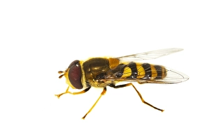 European Hoverfly Prints: Syrphus ribesii, Common hover-fly