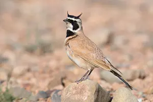 Bird Plumage Prints: Temminck's Lark