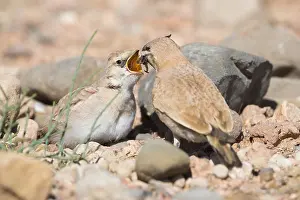 Passeriformes Species Prints: Temminck's Lark