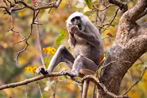 Tree Dwelling Monkeys Prints: Terai Grey Langur, Semnopithecus hector