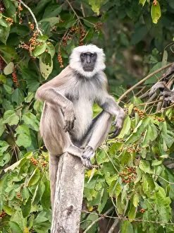 Primate Photography Prints: Terai Grey Langur, Semnopithecus hector