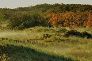 Texel Landscape Prints: Texel