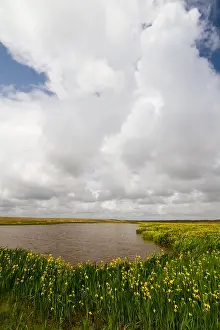 Texel Landscape Prints: Texel, Texel