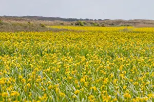 Texel Landscape Prints: Texel, Texel