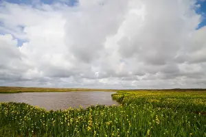 Texel Landscape Prints: Texel, Texel