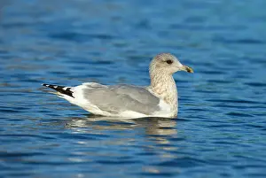 Coastal Nature Photography Prints: Thayer's Gull, Larus thayeri