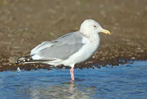 Print of Adult Thayer's Gull in Winter Plumage at Petaluma, California