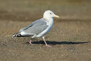 Print of Adult Thayer's Gull in Winter Plumage on the Ground