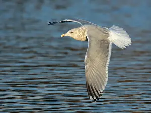 Print of Adult Thayer's Gull in Winter Plumage Over Water