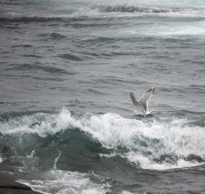Coastal Nature Photography Prints: Thayer's Gull, Larus thayeri