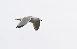 Thayer's Gull, Larus thayeri