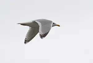 Wild Animals In Flight Prints: Thayer's Gull, Larus thayeri
