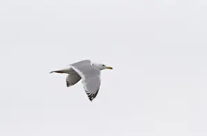 Coastal Bird Photography Prints: Thayer's Gull, Larus thayeri