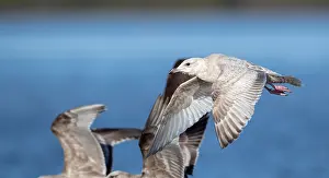 Wild Animal Pictures USA Prints: Thayer's Gull, Larus thayeri