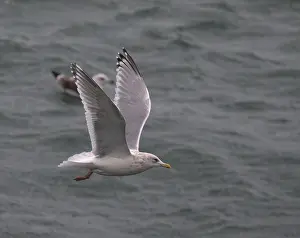 Ocean Wildlife Photography Prints: Thayer's Gull, Larus thayeri