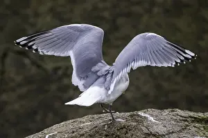 Spanish Nature Photography Prints: Thayer's Gull, Larus thayeri