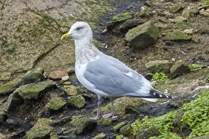 Rare Bird Species Europe Prints: Thayer's Gull, Larus thayeri
