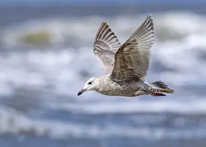 Framed Print : Thayer's Gull Print - First-winter Larus thayeri in Flight Framed Print : Thayer's Gull Print - First-winter Larus thayeri in Flight
