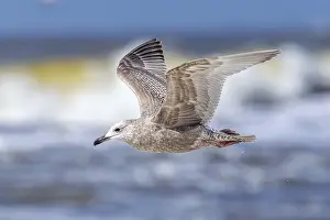 Framed Print : Thayer's Gull Print - First-winter Larus thayeri in Flight Framed Print : Thayer's Gull Print - First-winter Larus thayeri in Flight